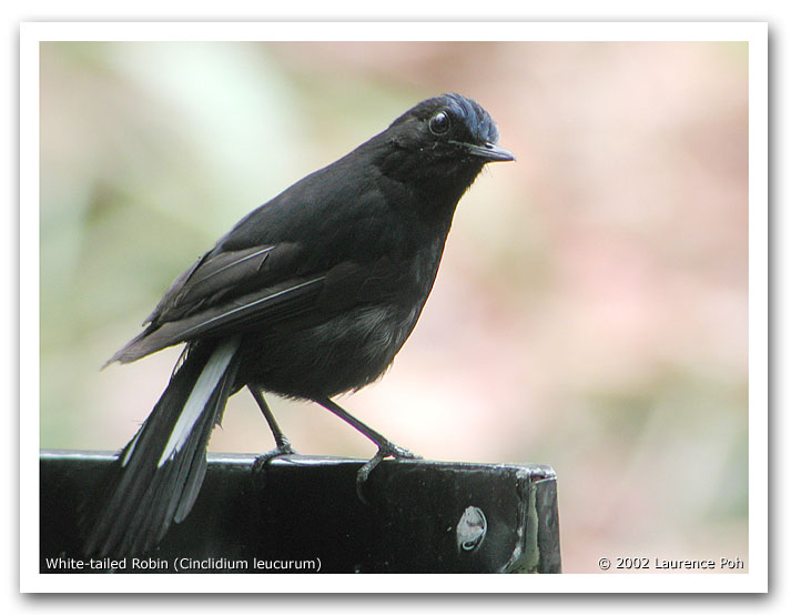 White-tailed Robin (Cinclidium leucurum)