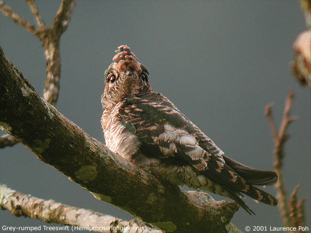 Grey-rumped Treeswift (Hemiprocne longipennis), juvenile
