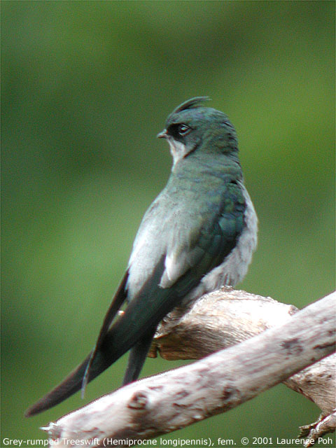 Grey-rumped Treeswift (Hemiprocne longipennis), female