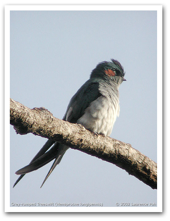 Grey-rumped Treeswift (Hemiprocne longipennis)
