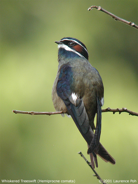 Whiskered Treeswift (Hemiprocne comata)