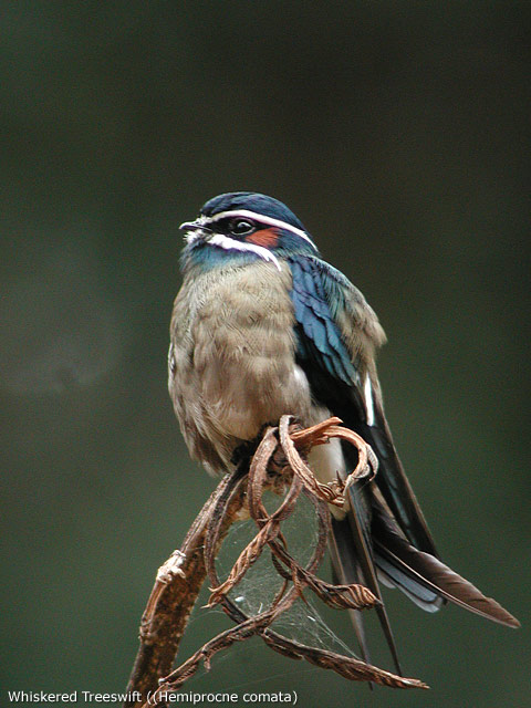 Whiskered Treeswift (Hemiprocne comata)