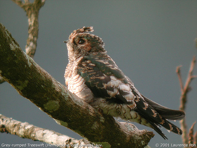 Grey-rumped Treeswift (Hemiprocne longipennis), juvenile