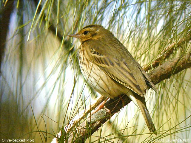 Olive Tree-pipit (Anthus hodgsoni)