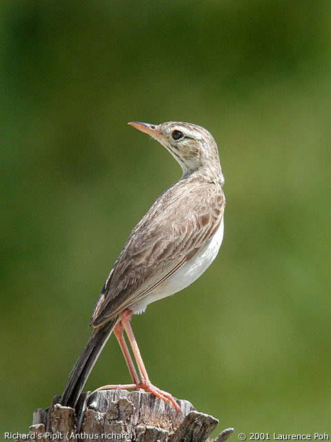 Richard's Pipit (Anthus richardi)