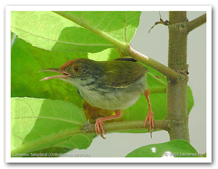 Common Tailorbird (Orthotomus sutorius)