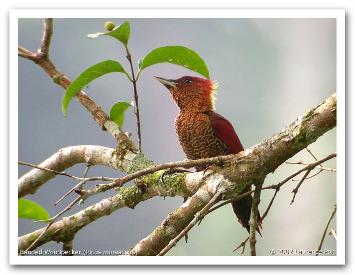 Banded Woodpecker (Picus mineaceus)