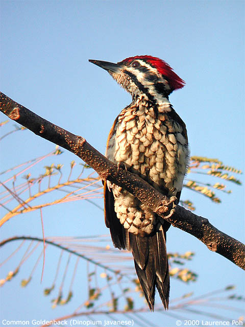 Common Goldenback (Dinopium javanese)
