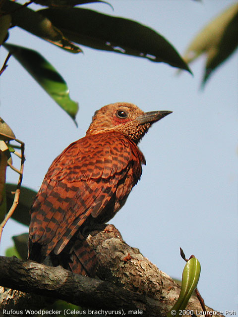 Rufous Woodpecker (Celeus brachyurus), male