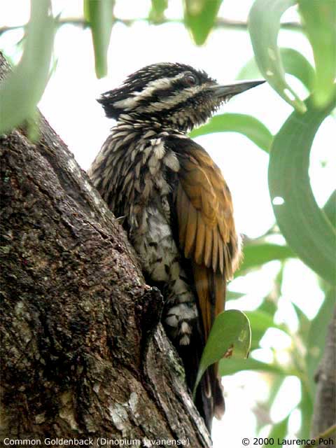 Common Goldenback (Dinopium javanese), female