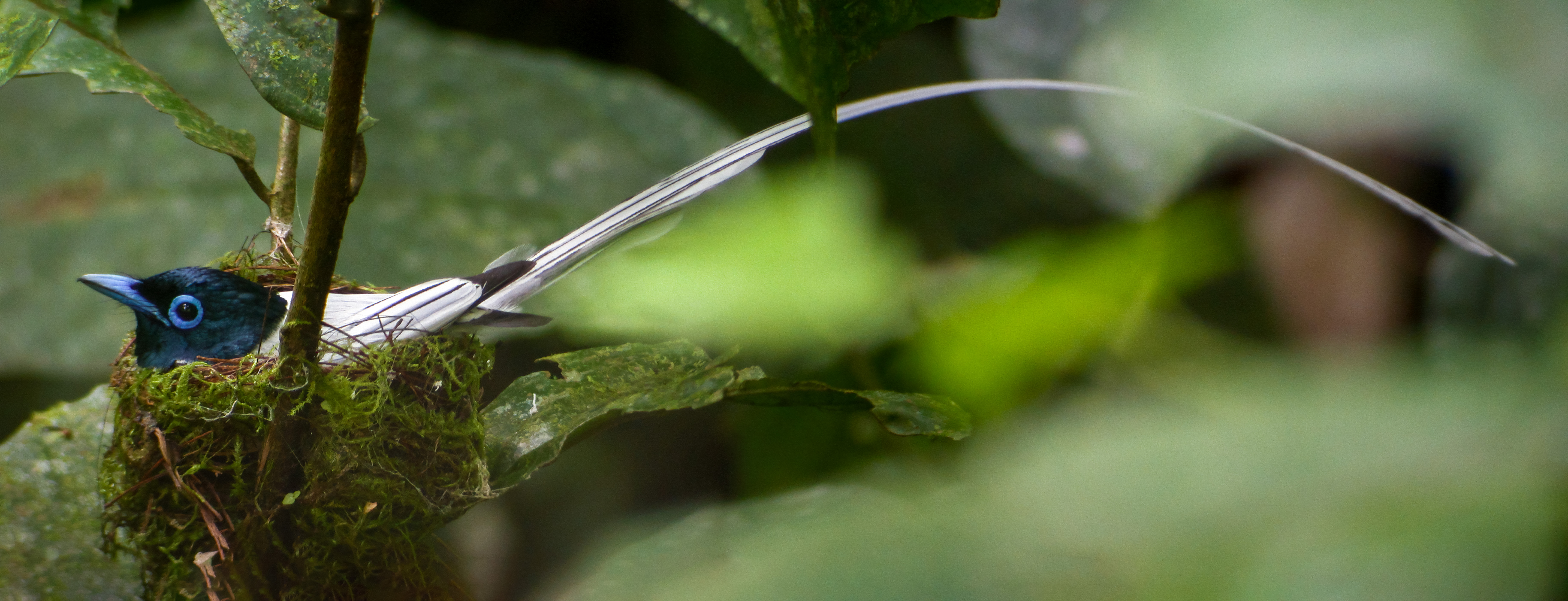 Asian Paradise Flycatcher — photographed by Laurence Poh